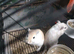 Baby gerbil available