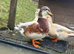Butterscotch Call Ducks 2026