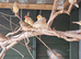 Star finch