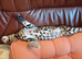 Bengal kitten