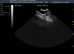 Pet Pregnancy Ultrasound