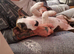 Bullterrier puppy