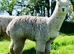 Three Exceptional Young Stud Males - Appaloosa, Grey & Fancy