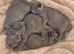 8week old British shorthairs