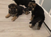 Stunning and strong German Shepherd puppies