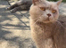Mixed breed kittens for sale
