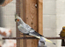 2 cockatiels