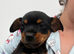Chorkie babies