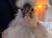 4 silkies