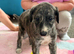 Saluki x lurcher puppy&rsquo;s available