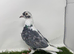 Coloured Racing Pigeon