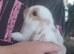 Mini lop baby