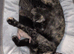 2 kittens 1 male black 1 female tabby 6 weeks old