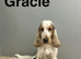 Gracie stunning litter of 2 cockapoo boys