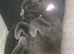 Need to rehome these two beautiful sisters as I can’t take care off them financially