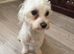 Maltese