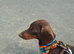 Male Dachshund