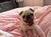 Beautiful girl pug