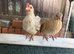 Pure Serama & Pekin Chicks ready now