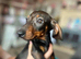 Miniature Dachshund