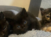 Ragdoll cross fluffy babies