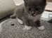 Russian blue x long haired domestic