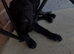 Black labrador puppy