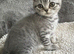 Lilac silver tabby female kitten