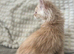 Mainecoon kittens stunning!!