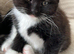 2 months old female kitten for sale in Pembroke Dock.