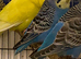 7 budgies for sale