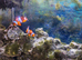 Pair breeding clown fish, coral banded shrimp and yellow headed jawfish