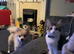 Loving male cat collection only