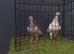 Almond pigeons breeder pair