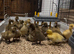 Khaki Campbell ducklings for sale