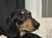 Adorable lil miniature dachshund Male pup,vaccinated,health checked,microchip ready for his forever home