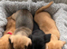 2 beautiful boys left out of a litter of 5