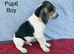 Beautiful beagle puppies for sale