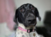 German pointer cross collie female puppy looking for new forever home