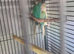 Bonded Proven Pair GCC