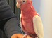 Tame lutino galah cockatoo 6 months old