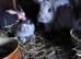 Argente Bleu & Noir buck and doe babies for sale