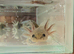 Axolotl