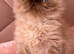stunning Himalayan Persian Kittens