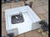 Whelping boxes to HIRE