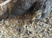 Button Quail