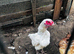 Aseel Shamo cock and 2 hen