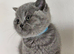 British Shorthair Blue & Lilac