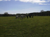 3 female alpacas