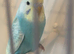 Baby pastel rainbow budgie ring number 5 2026 rung